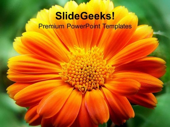 Blooming Flowers Beauty PowerPoint Templates Ppt Backgrounds For Slides 0213