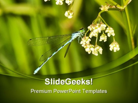 Blue Dragonfly Animals PowerPoint Templates And PowerPoint Backgrounds 0211