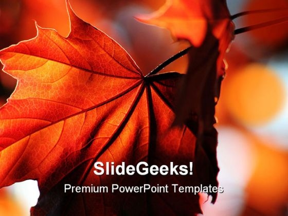 Brillant Bronze Maple Leaf Nature PowerPoint Templates And PowerPoint Backgrounds 0311