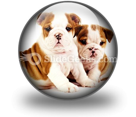 Bulldogs Animals PowerPoint Icon C