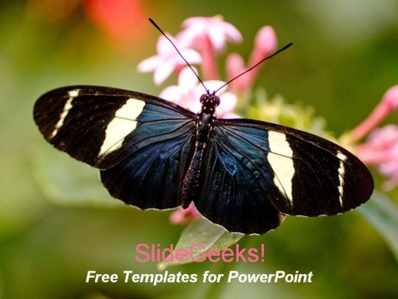Butterfly1 0409
