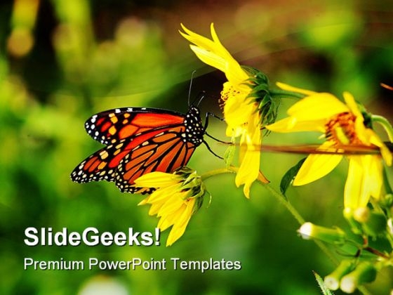 Butterfly And Bee Animals PowerPoint Templates And PowerPoint Backgrounds 0111