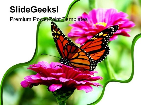 Butterfly And Flower Animals PowerPoint Templates And PowerPoint Backgrounds 0211