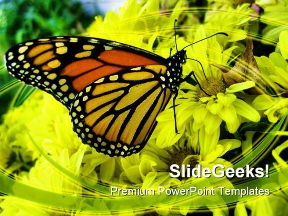 Butterfly Animals PowerPoint Backgrounds And Templates 0111
