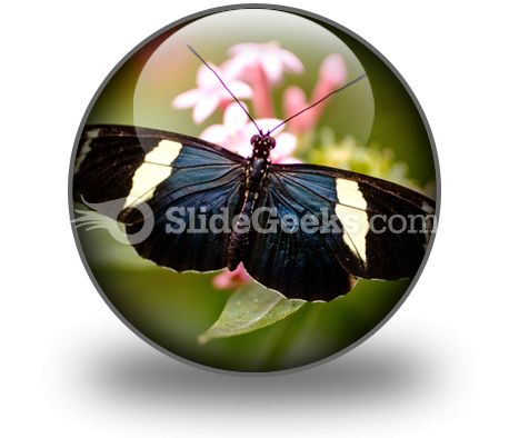 Butterfly Icon C