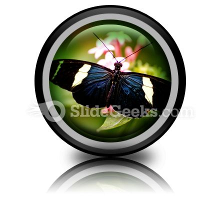 Beautiful Butterfly PowerPoint