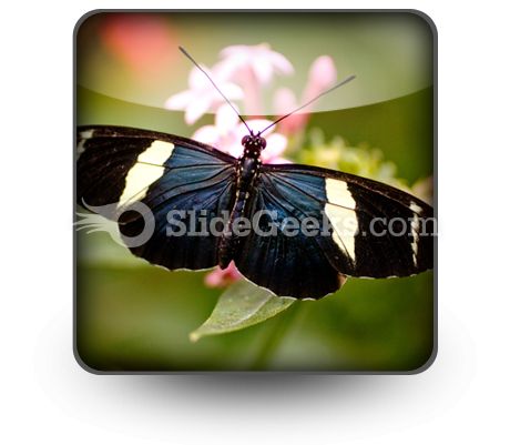 Colorful Butterfly PowerPoint Icon