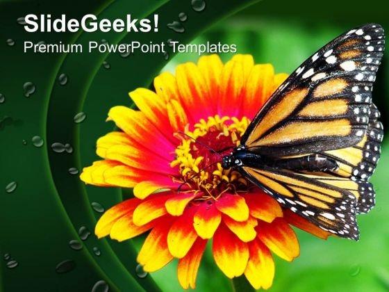 Butterfly On Flower Garden Nature PowerPoint Templates Ppt Backgrounds For Slides 0213