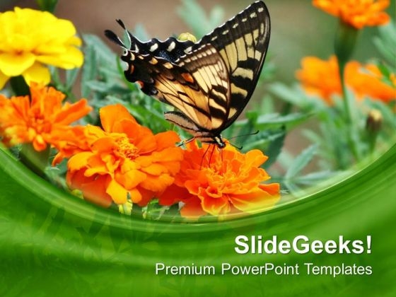 Butterfly On Flowers Background PowerPoint Templates Ppt Backgrounds For Slides 0613