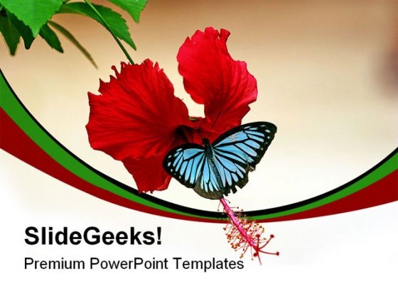 Butterfly On Hibiscus Animals PowerPoint Templates And PowerPoint Backgrounds 0211