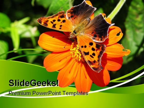 Butterfly On Orange Flower Nature PowerPoint Themes And PowerPoint Slides 0611