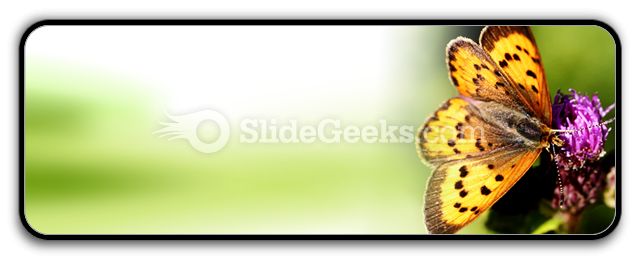 Butterfly PowerPoint Icon R