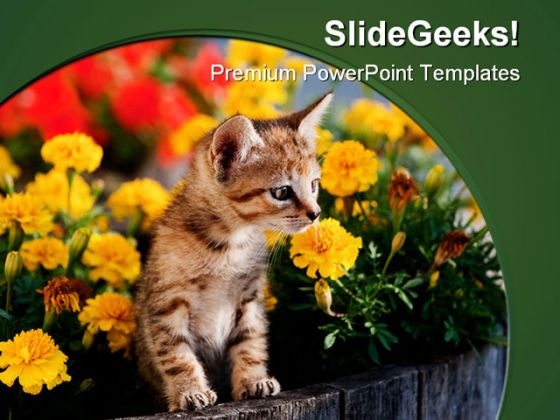 Cat Animal PowerPoint Template 0810