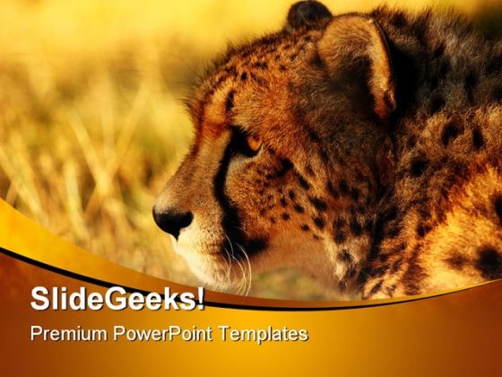 Cheetah At Sunset Animals PowerPoint Templates And PowerPoint Backgrounds 0211