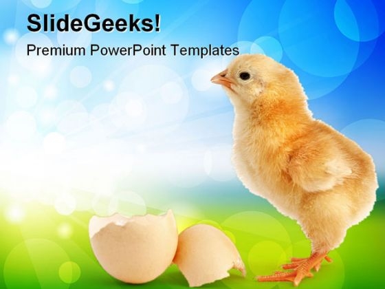 Chick New Born Animals PowerPoint Themes And PowerPoint Slides 0511