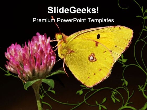 Clouded Yellow Butterfly Animals PowerPoint Templates And PowerPoint Backgrounds 0111