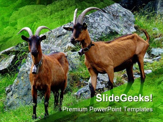 Couple Of Goats Animals PowerPoint Templates And PowerPoint Backgrounds 0111