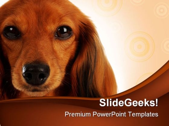 Dachshund Head Portrait Animals PowerPoint Themes And PowerPoint Slides 0211