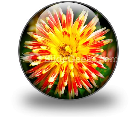 Dahlia Beauty PowerPoint Icon C