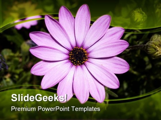 Daisy Flower Beauty PowerPoint Backgrounds And Templates 1210