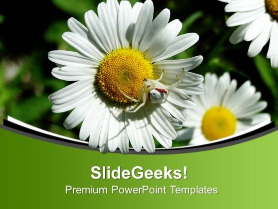 Daisy The Beauty Of Nature PowerPoint Templates Ppt Backgrounds For Slides 0613