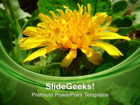 Dandelion Flowers Nature PowerPoint Templates Ppt Backgrounds For Slides 0513