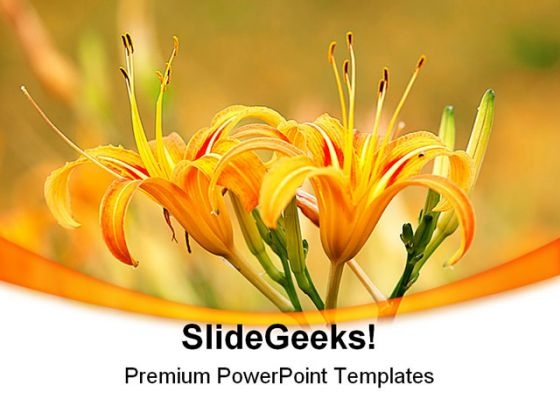 Daylily Flower In Sunlight Nature PowerPoint Templates And PowerPoint Backgrounds 0311