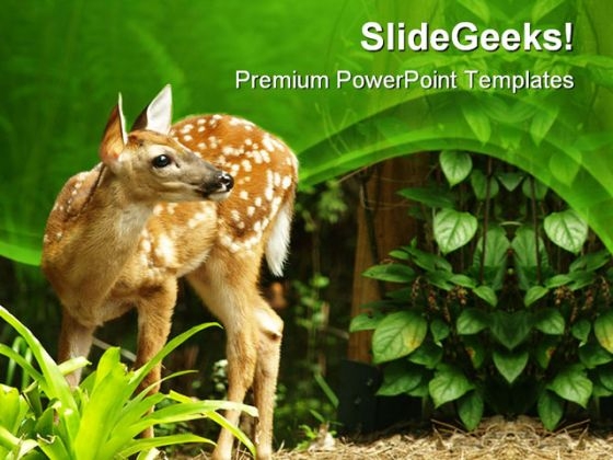Deer Animals PowerPoint Themes And PowerPoint Slides 0411