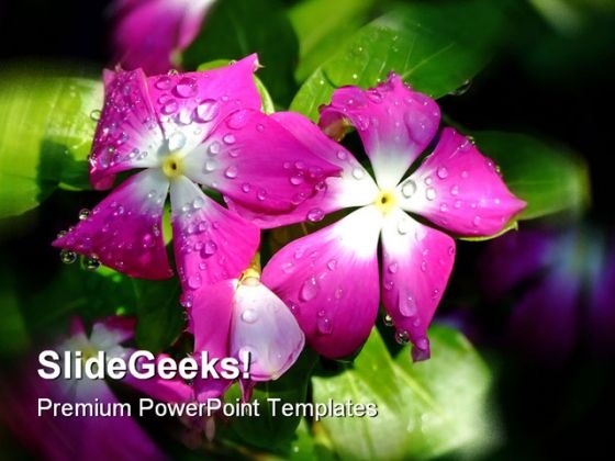 Dew Flower Nature PowerPoint Templates And PowerPoint Backgrounds 0311