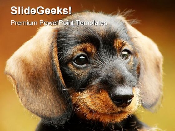 Dog Animals PowerPoint Backgrounds And Templates 1210
