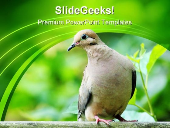 Dove Zenaida Animals PowerPoint Templates And PowerPoint Backgrounds 0111