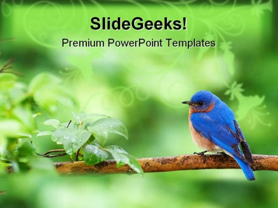 Eastern Bluebird Animals PowerPoint Templates And PowerPoint Backgrounds 0111