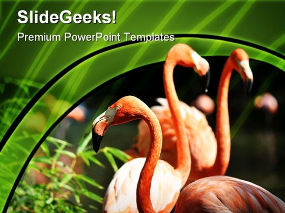 Flamingo Animals PowerPoint Themes And PowerPoint Slides 0211