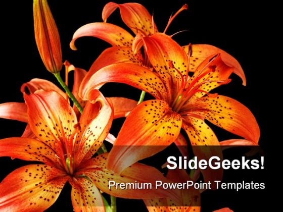 Flowers Lily Beauty PowerPoint Backgrounds And Templates 1210