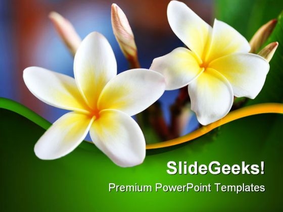 Frangipani Flower Beauty PowerPoint Templates And PowerPoint Backgrounds 0311