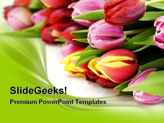 Fresh Tulip Flowers Beauty PowerPoint Templates And PowerPoint Backgrounds 0311