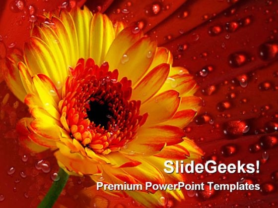 Gerber Daisy With Dew Drops Nature PowerPoint Themes And PowerPoint Slides 0311