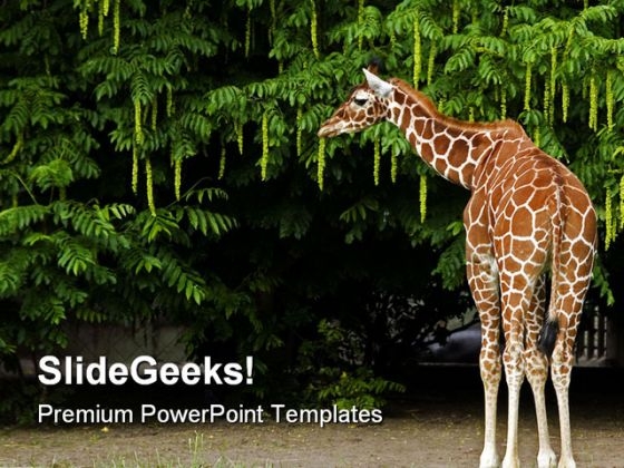 Giraffe Animals PowerPoint Themes And PowerPoint Slides 0211