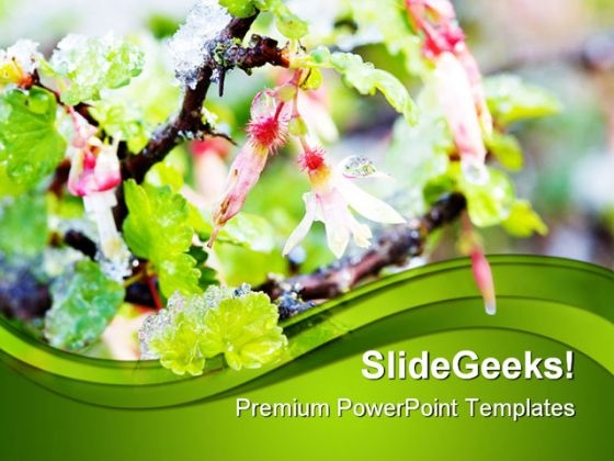 Gooseberry Blossoms In Snow Nature PowerPoint Themes And PowerPoint Slides 0411