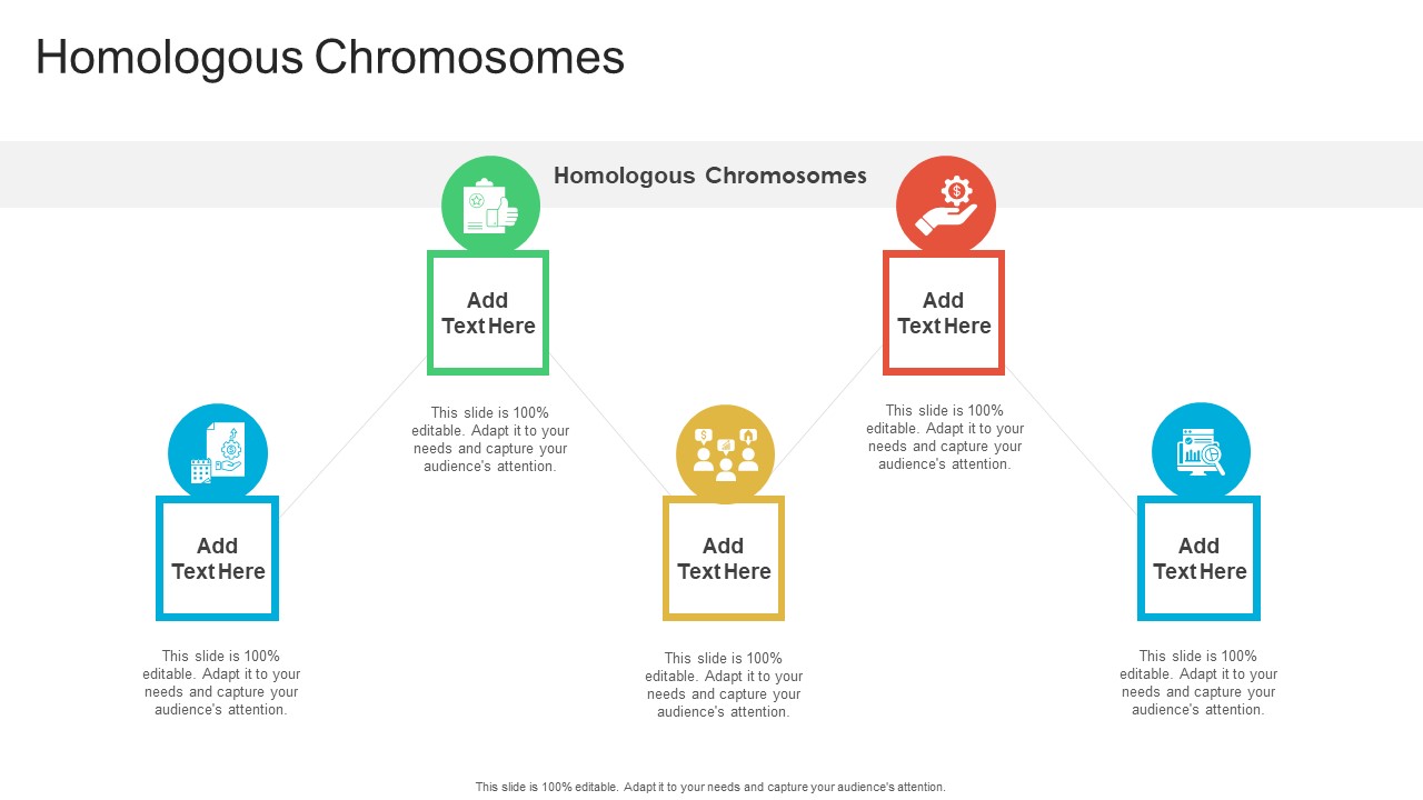 Homologous Chromosomes In Powerpoint And Google Slides Cpb