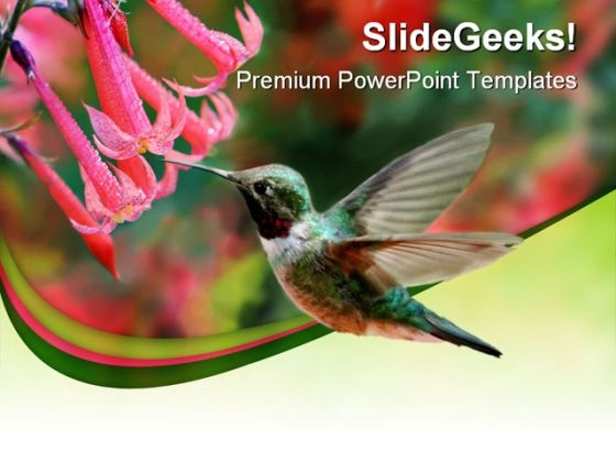 Humming Bird Animals PowerPoint Themes And PowerPoint Slides 0211