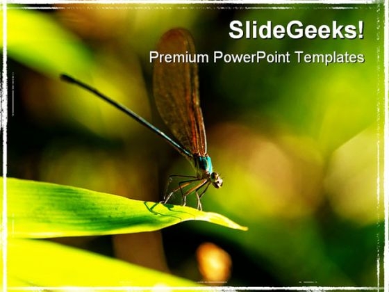 Insect Macro Laos Animals PowerPoint Themes And PowerPoint Slides 0211