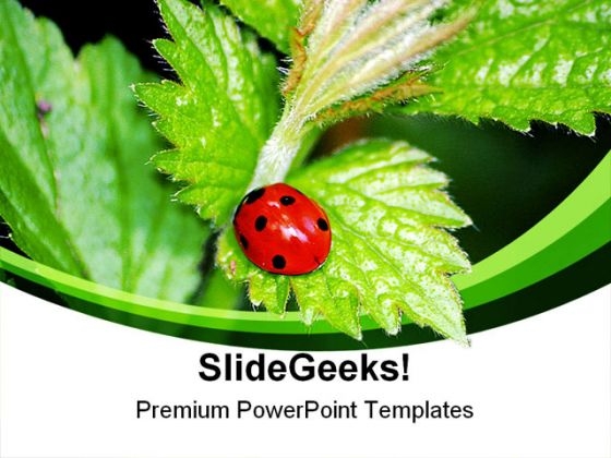 Lady Bird On Plant Nature PowerPoint Themes And PowerPoint Slides 0211