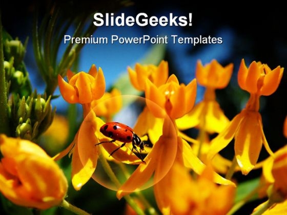Lady Bug On Yellow Flowers Beauty PowerPoint Themes And PowerPoint Slides 0211