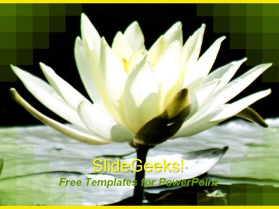Beautiful Lily Flower PowerPoint Template