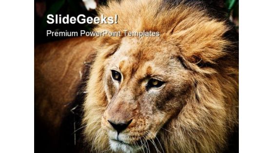 Lion Portrait Animals PowerPoint Templates And PowerPoint Backgrounds 0211
