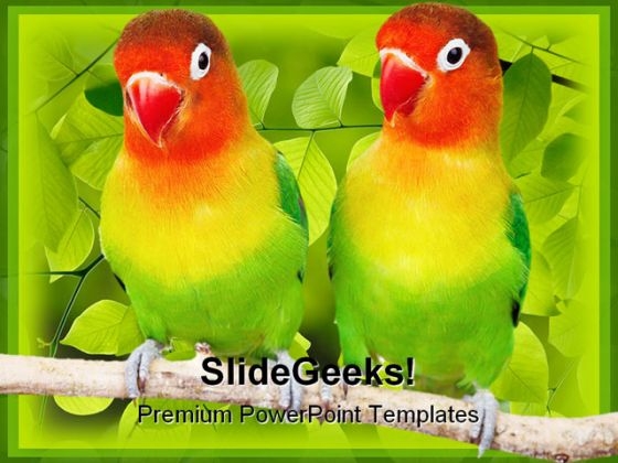 Love Birds Parrots Animals PowerPoint Templates And PowerPoint Backgrounds 0111