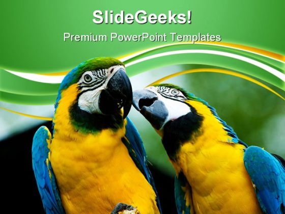 Love Parrots Animals PowerPoint Templates And PowerPoint Backgrounds 0611