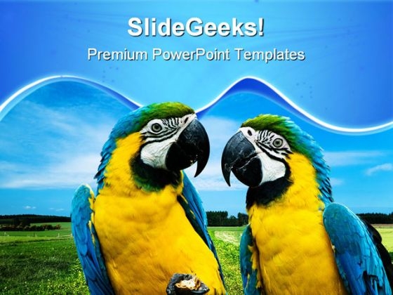 Love Parrots Beauty PowerPoint Templates And PowerPoint Backgrounds 0611