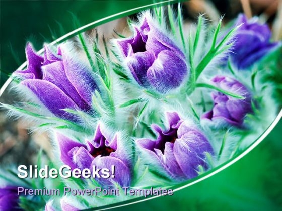 Lush Pasque Flowers Beauty PowerPoint Templates And PowerPoint Backgrounds 0311